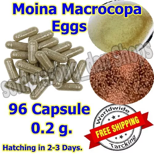 E2 Eggs Moina Macrocopa High Protein Food For Betta Killifish Guppy Fish tank96x