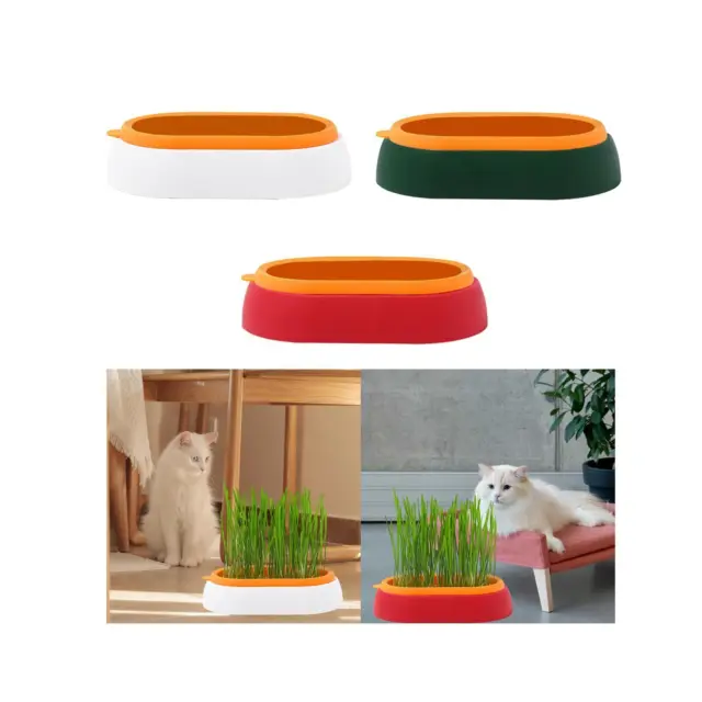 Bac de culture en plastique pour herbe à chat sans sol - Bac à germer sans  terre - Kit de culture d'herbe de blé - Kit de culture d'herbe à chat 