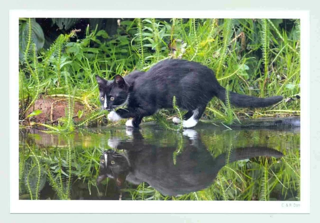 1 postal gato "Petri Heil" Harenberg 2 - ¡NUEVO!¡!!  (^..^) __~~: