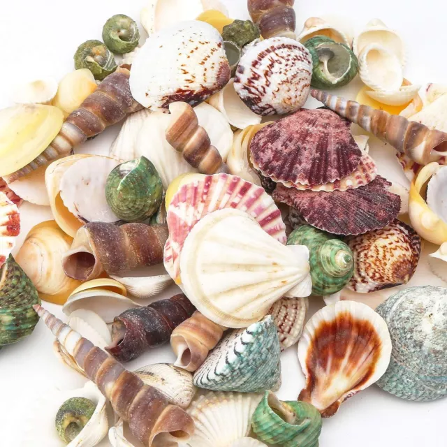 950g Assorted Seashells Small and Medium Craft Sea Shell Beach Table Tank Decor