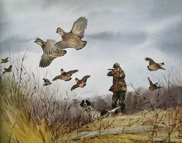 Quail Hunting, Shooting with Springer by Milton C Weiler