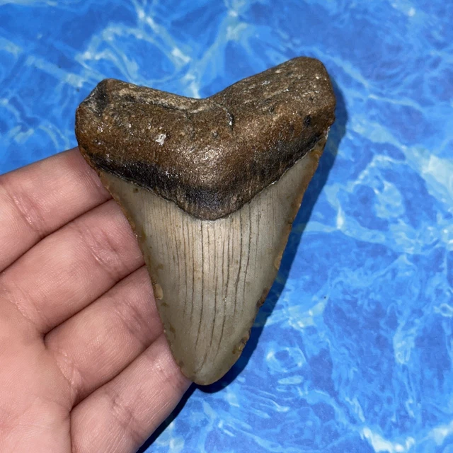 Megalodon Shark Tooth 3.45” Huge Teeth Big Meg Scuba Diver Direct Fossil Nc 8111