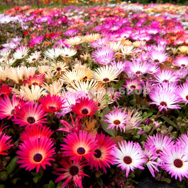 LIVINGSTONE DAISY MESEMBRYANTHEMUM MÉLANGE 1700 graines - FLEUR ANNUELLE DOROTHEANTHUS 2