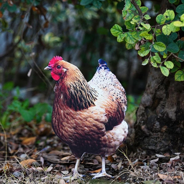 Realistische Hahnstatuen Acryl Gartenskulpturen Ornamente] & Huhn