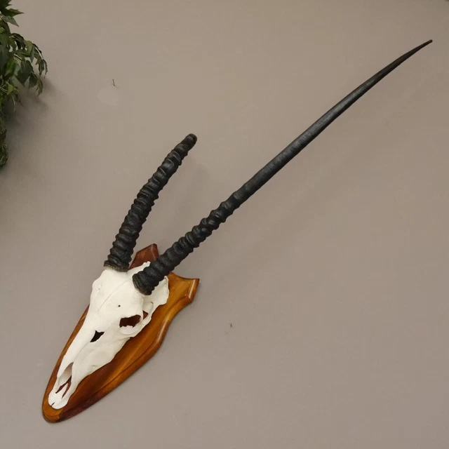 Orix ( Gazella) Antílope Gacela Gemsbok África Trofeo de Calavera Hl 87 CM En