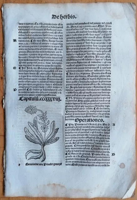 Post Incunable Leaf Hortus Sanitatis Woodcut Peony - 1511