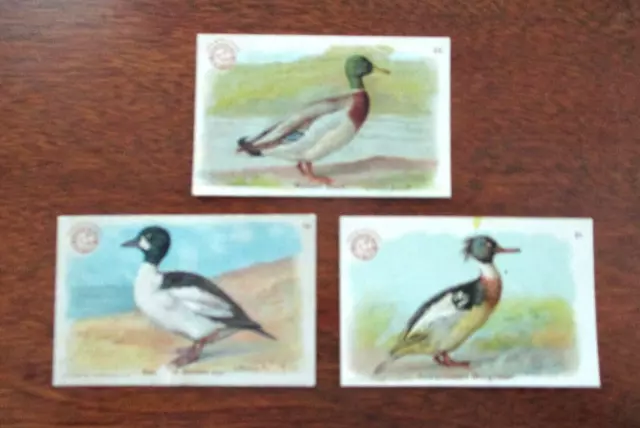 THREE 1904 Arm & Hammer J3 GAME BIRDS series DUCK Soda cards-small size-Mallard