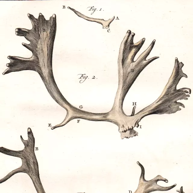 1760 Hand-Colored Engraving, Buvée REINDEER ANTLERS, Buffon 1st Edition!