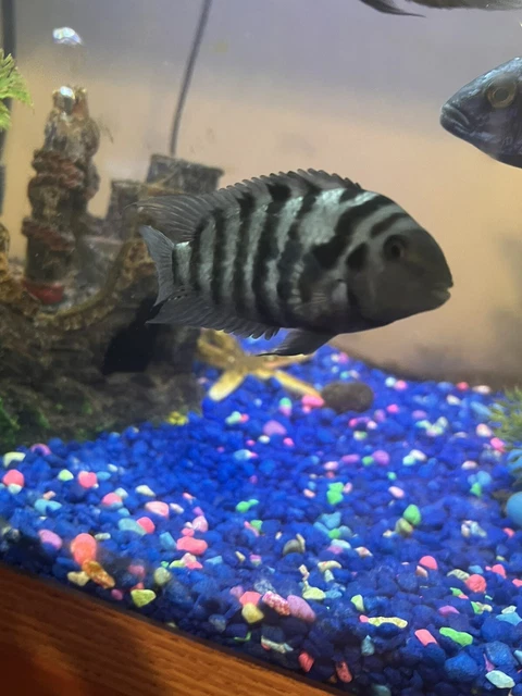 Baby Cichlid live fish For Sale 8