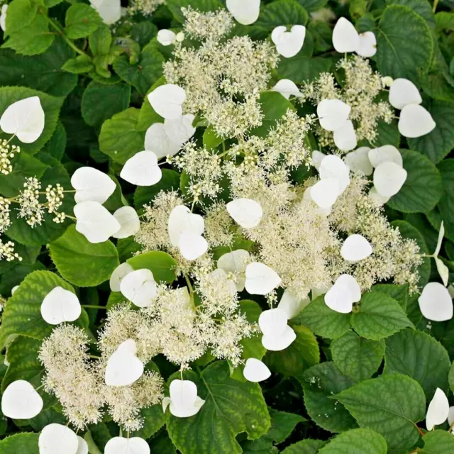 20 MOONLITE JAPANESE HYDRANGEA VINE SEEDS - Schizophragma hydrangeoides