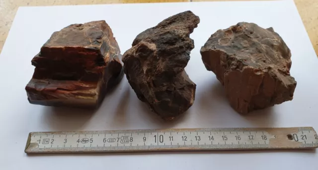 3 x Agathoxylon - wundervoll verkieseltes Holz - Perm - Saarland - alte Sammlung