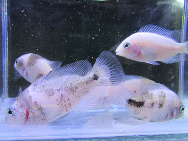 Vieja Marble 8 fish 2-2.5 inch.