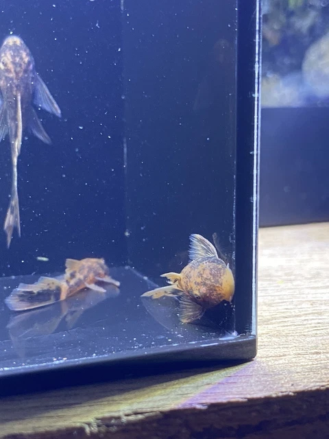 super red longfin calico bristlenose pleco 1”-1.25” (read description) 3