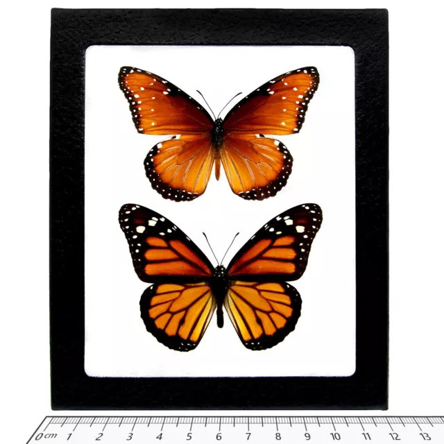 Danaus PLEXIPPUS + GILIPPUS monarch butterfly and mimic framed butterflies USA