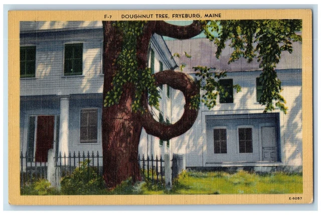 c1950's View Of Doughnut Tree Fryeburg Maine ME Unposted Vintage Postcard