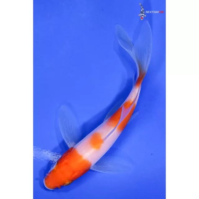 4" KOHAKU Butterfly Koi live fish nextdaykoi NDK