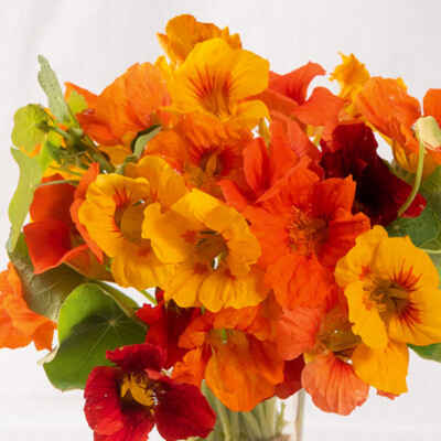 CAPPUCCINO crescione Alaska Mix-Tropaeolum majus-Nasturtium 10 semi ed 016 