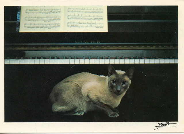 Cpsm / Carte Postale / Chat / Cat / Illustrateur Bruno Maso // Pianissimo