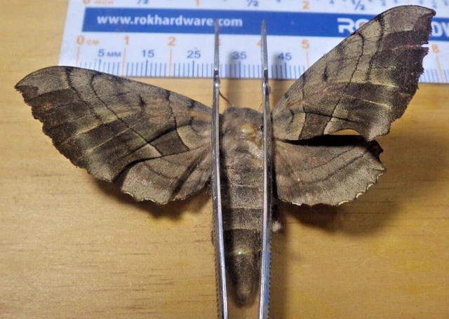 Walnut Sphinx Moth Amorpha juglandis Sphingidae Lepidoptera Southeast Texas F115