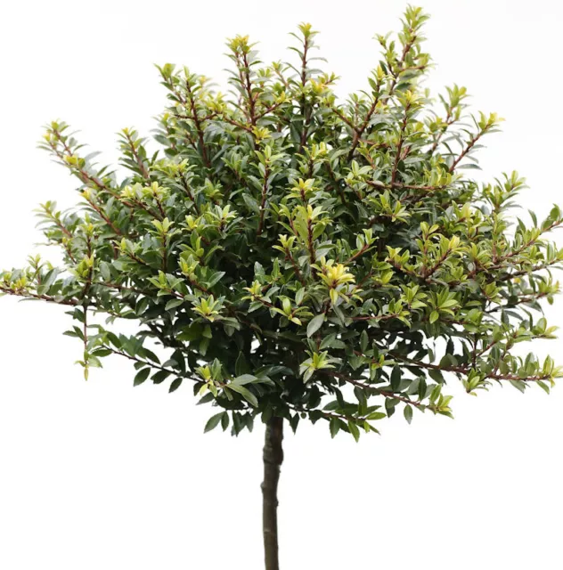 Hochstamm Löffel Ilex Glorie Dwarf 40-60cm - Ilex crenata