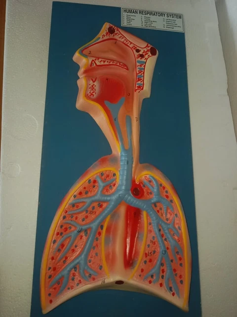 HUMAN RESPIRATORY SYSTEM anatomical model, lung anatomical model ...