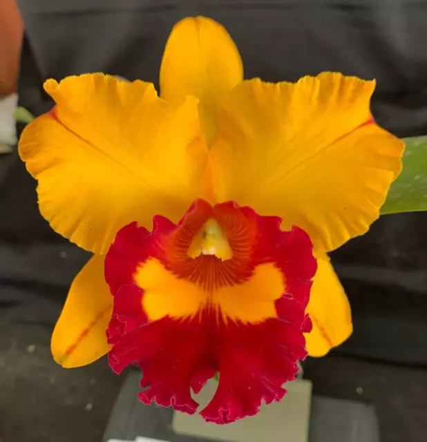 RON Cattleya Orchid Rlc. Liu's Joyance MERICLONE IN FLOWER AT TIME OF LIST B878