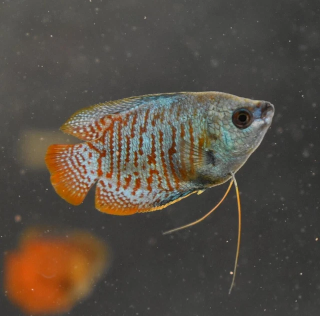 Live Neon Dwarf Gourami (Pack of 2 Freshwater Aquarium Fish) PLS READ DESCR 4