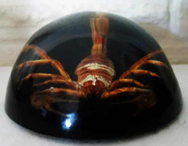 Vintage Real SCORPION Encased in LUCITE Paperweight with Felt Backing