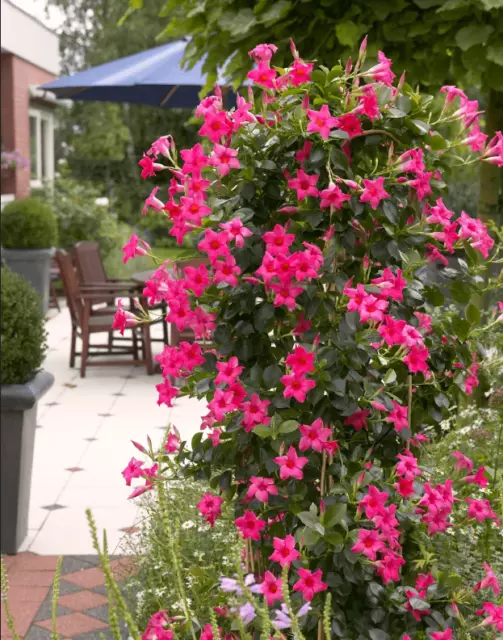 120 semi di mandevilla in vaso balcone giardino domestico fai da te...