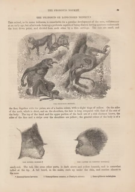 Nasenaffe (Nasalis larvatus) Affen HOLZLSTICH von 1866