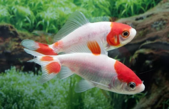 2 pk Live Red and White Wakin 3" Goldfish for fish tank, koi pond or aquarium