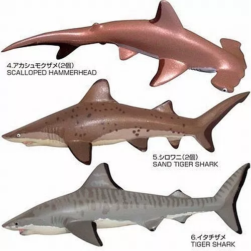 Sharks of The World PVC Figure Set 12 pcs In Box Colorata Japan 3