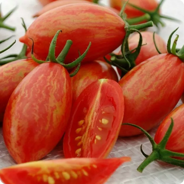 Tomatenkirsche Rosa Tiger (15 Samen) Erbstück!