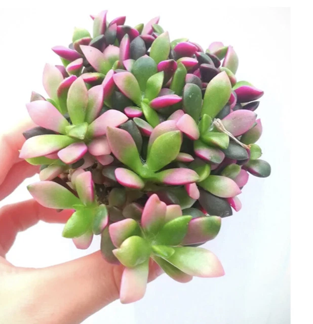 Anacampseros *Sunrise* Variegated Succulent ROOTED Cutting