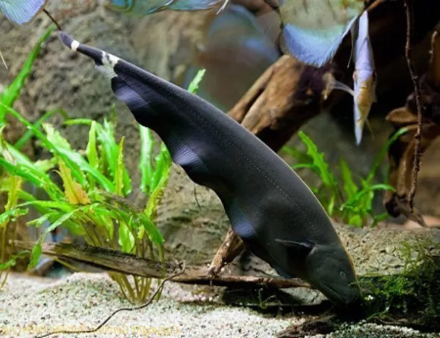 1 Live Freshwater Black Ghost Knifefish Size Small Imported High Quality Grade A