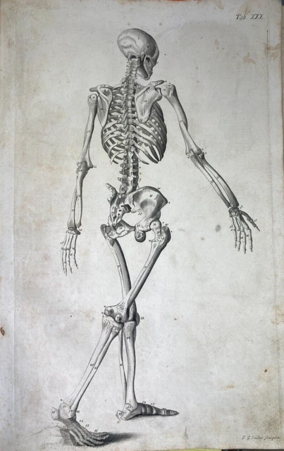 MODELLO OSSEO SCHELETRO umano di Halloween Figurina del corpo Teschio