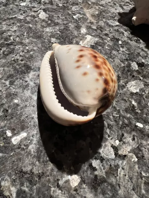 Cowrie sea shell large tiger cowrie oceanic shell.