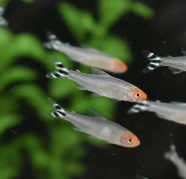 Live Rummy Nose Tetras (Pack of 6 Aquarium Nano Fish) *PLEASE READ DESCR*