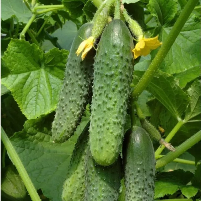Cucumber seeds, 250 cucumber, Titus F1 cucumber seeds, rare organic seeds -891