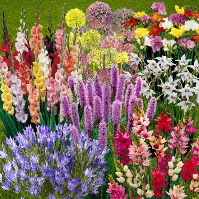 You Garden Summer Flowering Bulb Mix, 300 Bulbs, 7 Varieties, Summer Long Colour