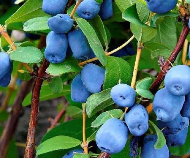 Blue Haskap Berry Seeds Heirloom Japanese Cold-Tolerance Fruit Tree For Garden 3