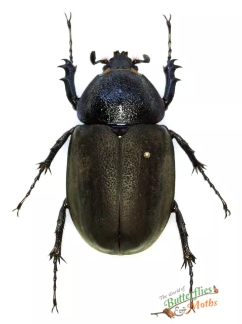 Chalcosoma Atlas Black Beetle SET x1 FM A1- Entomology NICE NOT LIVE