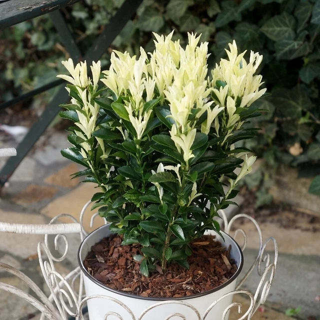 Euonymus japonicus Paloma Blanca ('Lankveld03') (PBR) 2Lt Pot Plant to Your Door