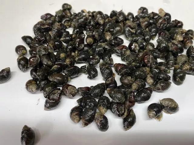 4000 Nassarius Live Saltwater Snails Fish Tank Aquarium Filter Sump Cleaner