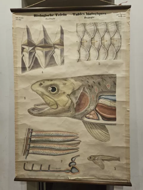 VINTAGE PULL DOWN SCHOOL CHART OF FISH LITHOGRAPH Anatomy Canvas c. 123x82cm