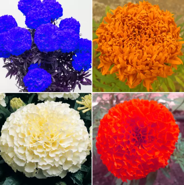 100PCS Semillas Tagetes erecta Púrpura Naranja Blanco Rojo Bonsai Flores...