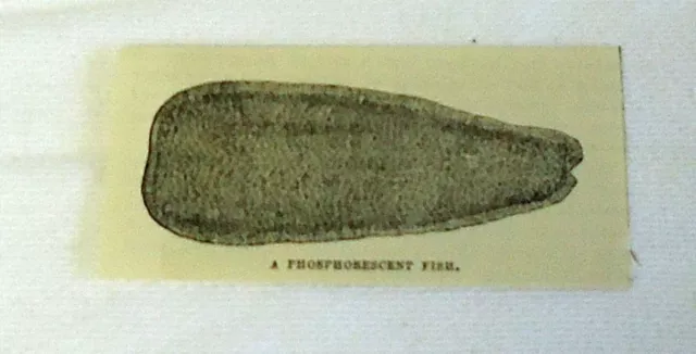 Klein 1882 Zeitschrift Gravur ~ Phosphoreszierende Fisch