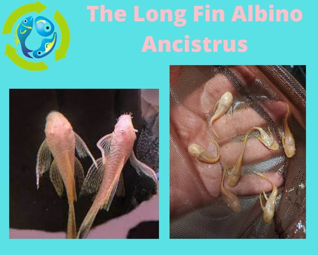 Long Fin Albino Ancistrus 1.5"