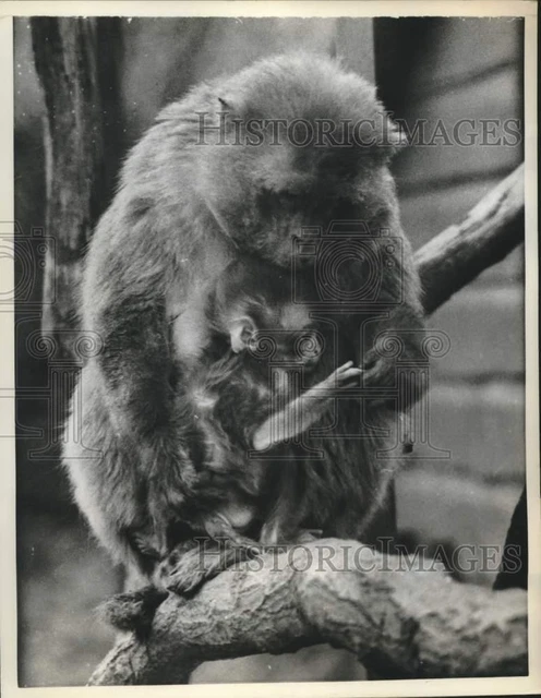 1961 Press Photo Mama Rhesus monkey checks baby's paw at Chessington, England