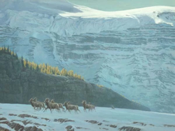 Robert Bateman Bighorn Sheep Giclee on Canvas 48x36